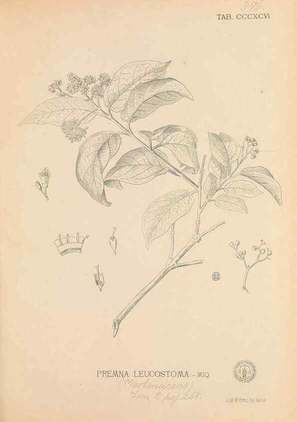 Reproducción/Reproduction 49747217231: Flora de Filipinas,. Manila,Estab. tip. de Plana y ca.,1877-83.. 