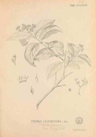 Reproducción/Reproduction 49747217231: Flora de Filipinas,. Manila,Estab. tip. de Plana y ca.,1877-83.. 