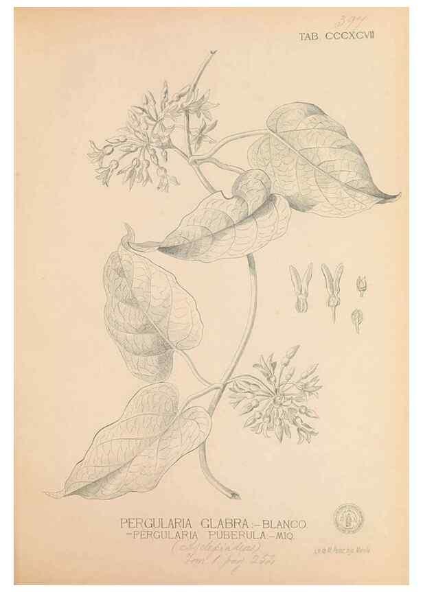 Reproducción/Reproduction 49747217556: Flora de Filipinas,. Manila,Estab. tip. de Plana y ca.,1877-83.. 