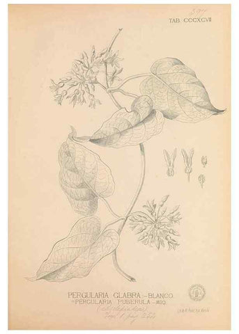 Reproducción/Reproduction 49747217556: Flora de Filipinas,. Manila,Estab. tip. de Plana y ca.,1877-83.. 