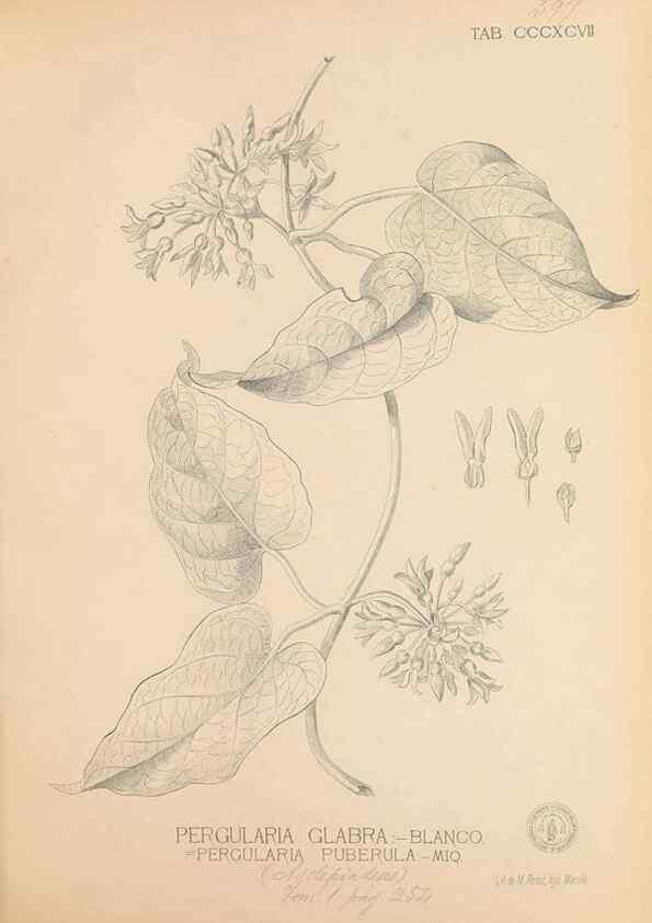 Reproducción/Reproduction 49747217556: Flora de Filipinas,. Manila,Estab. tip. de Plana y ca.,1877-83.. 