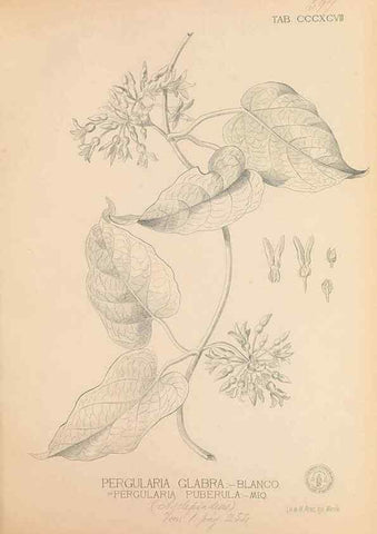 Reproducción/Reproduction 49747217556: Flora de Filipinas,. Manila,Estab. tip. de Plana y ca.,1877-83.. 