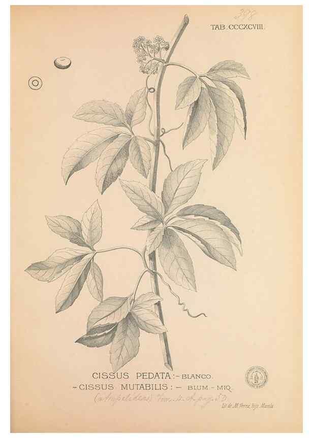 Reproducción/Reproduction 49747217801: Flora de Filipinas,. Manila,Estab. tip. de Plana y ca.,1877-83.. 