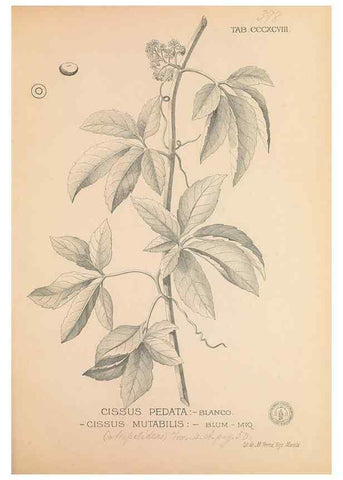 Reproducción/Reproduction 49747217801: Flora de Filipinas,. Manila,Estab. tip. de Plana y ca.,1877-83.. 
