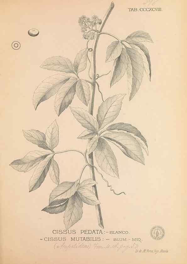 Reproducción/Reproduction 49747217801: Flora de Filipinas,. Manila,Estab. tip. de Plana y ca.,1877-83.. 