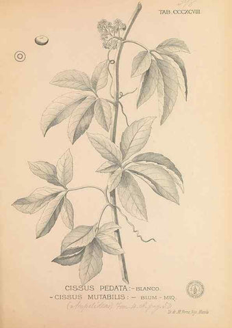 Reproducción/Reproduction 49747217801: Flora de Filipinas,. Manila,Estab. tip. de Plana y ca.,1877-83.. 