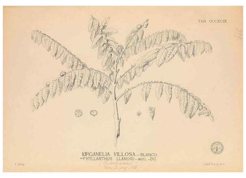 Reproducción/Reproduction 49747218006: Flora de Filipinas,. Manila,Estab. tip. de Plana y ca.,1877-83.. 