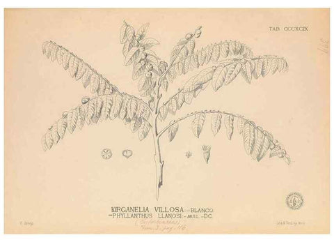 Reproducción/Reproduction 49747218006: Flora de Filipinas,. Manila,Estab. tip. de Plana y ca.,1877-83.. 