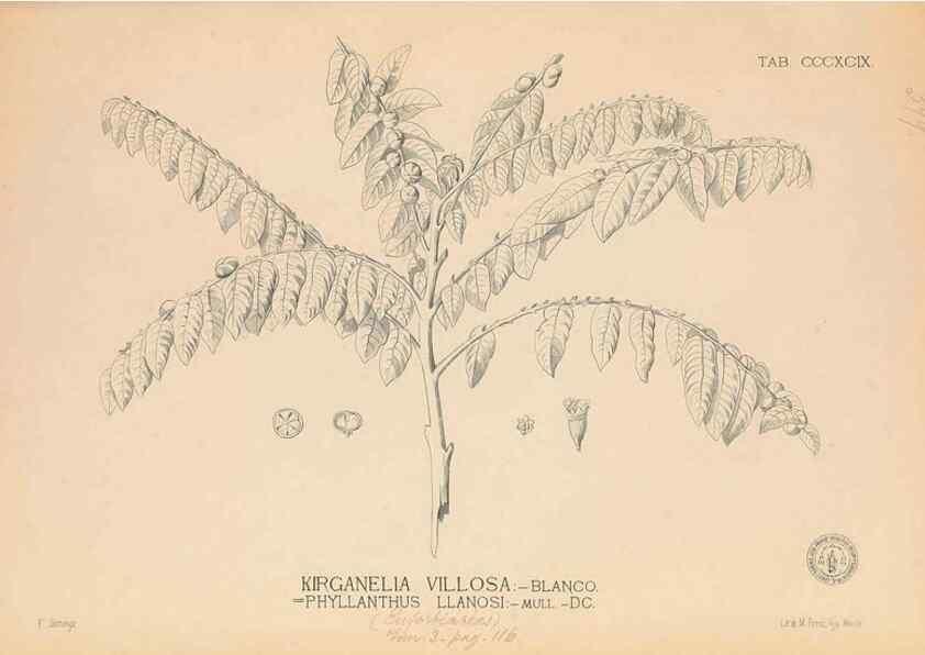 Reproducción/Reproduction 49747218006: Flora de Filipinas,. Manila,Estab. tip. de Plana y ca.,1877-83.. 