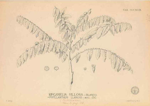 Reproducción/Reproduction 49747218006: Flora de Filipinas,. Manila,Estab. tip. de Plana y ca.,1877-83.. 