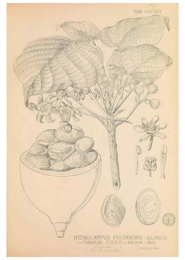Reproducción/Reproduction 49747216016: Flora de Filipinas,. Manila,Estab. tip. de Plana y ca.,1877-83.. 