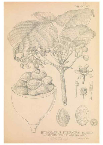 Reproducción/Reproduction 49747216016: Flora de Filipinas,. Manila,Estab. tip. de Plana y ca.,1877-83.. 