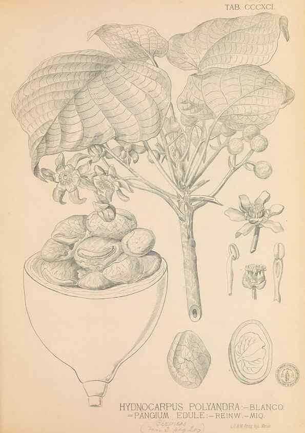 Reproducción/Reproduction 49747216016: Flora de Filipinas,. Manila,Estab. tip. de Plana y ca.,1877-83.. 