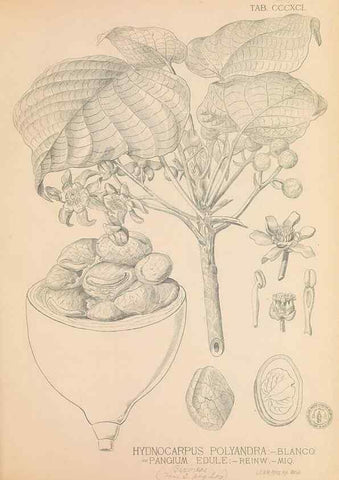 Reproducción/Reproduction 49747216016: Flora de Filipinas,. Manila,Estab. tip. de Plana y ca.,1877-83.. 