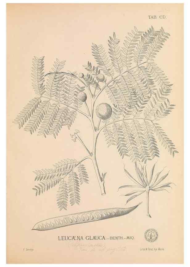 Reproducción/Reproduction 49747545367: Flora de Filipinas,. Manila,Estab. tip. de Plana y ca.,1877-83.. 