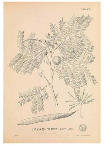 Reproducción/Reproduction 49747545367: Flora de Filipinas,. Manila,Estab. tip. de Plana y ca.,1877-83.. 