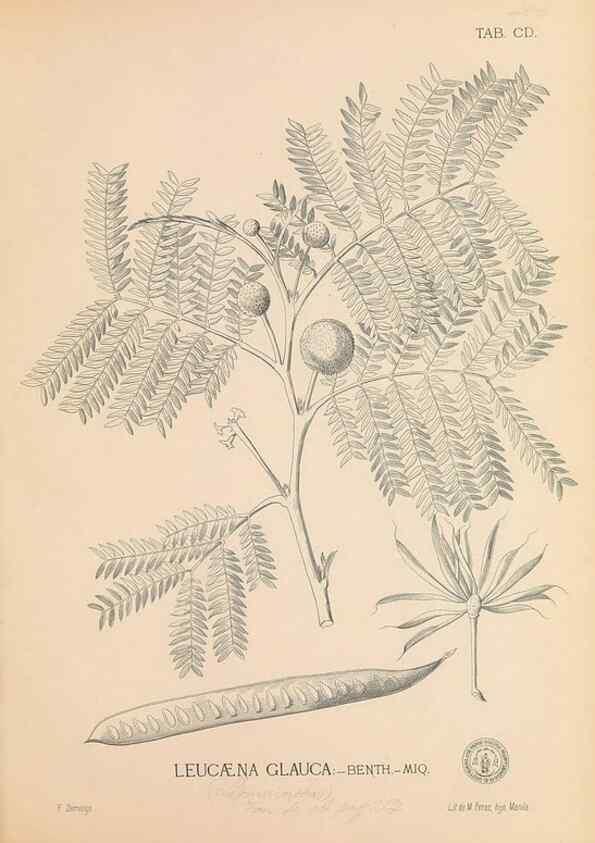 Reproducción/Reproduction 49747545367: Flora de Filipinas,. Manila,Estab. tip. de Plana y ca.,1877-83.. 