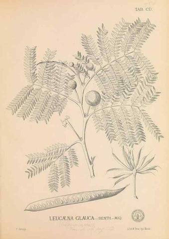 Reproducción/Reproduction 49747545367: Flora de Filipinas,. Manila,Estab. tip. de Plana y ca.,1877-83.. 