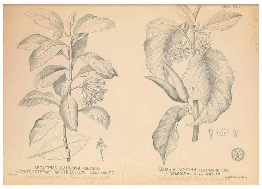 Reproducción/Reproduction 49746677493: Flora de Filipinas,. Manila,Estab. tip. de Plana y ca.,1877-83.. 