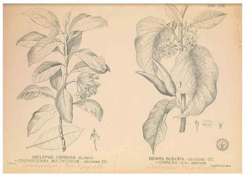 Reproducción/Reproduction 49746677493: Flora de Filipinas,. Manila,Estab. tip. de Plana y ca.,1877-83.. 
