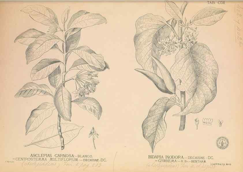 Reproducción/Reproduction 49746677493: Flora de Filipinas,. Manila,Estab. tip. de Plana y ca.,1877-83.. 