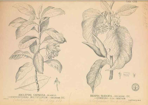 Reproducción/Reproduction 49746677493: Flora de Filipinas,. Manila,Estab. tip. de Plana y ca.,1877-83.. 