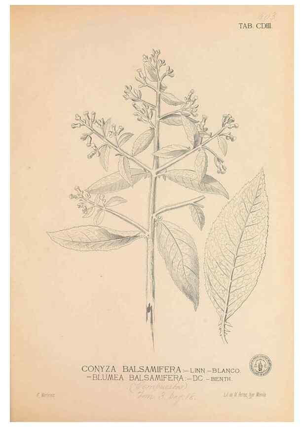 Reproducción/Reproduction 49747546222: Flora de Filipinas,. Manila,Estab. tip. de Plana y ca.,1877-83.. 