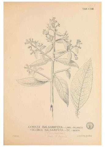 Reproducción/Reproduction 49747546222: Flora de Filipinas,. Manila,Estab. tip. de Plana y ca.,1877-83.. 