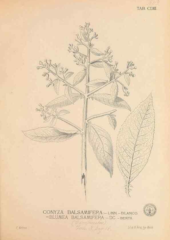 Reproducción/Reproduction 49747546222: Flora de Filipinas,. Manila,Estab. tip. de Plana y ca.,1877-83.. 
