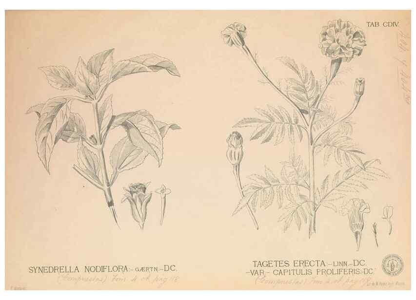Reproducción/Reproduction 49747546412: Flora de Filipinas,. Manila,Estab. tip. de Plana y ca.,1877-83.. 