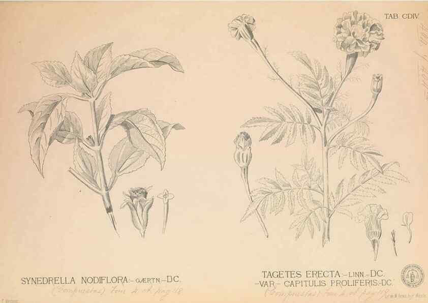 Reproducción/Reproduction 49747546412: Flora de Filipinas,. Manila,Estab. tip. de Plana y ca.,1877-83.. 