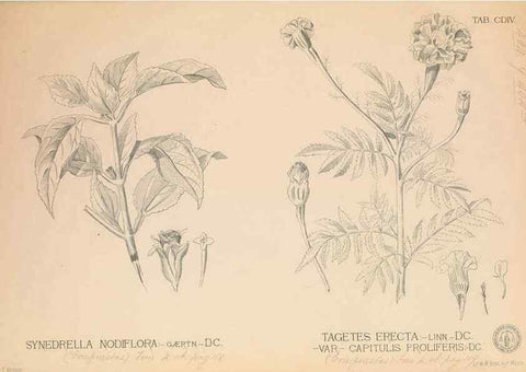 Reproducción/Reproduction 49747546412: Flora de Filipinas,. Manila,Estab. tip. de Plana y ca.,1877-83.. 