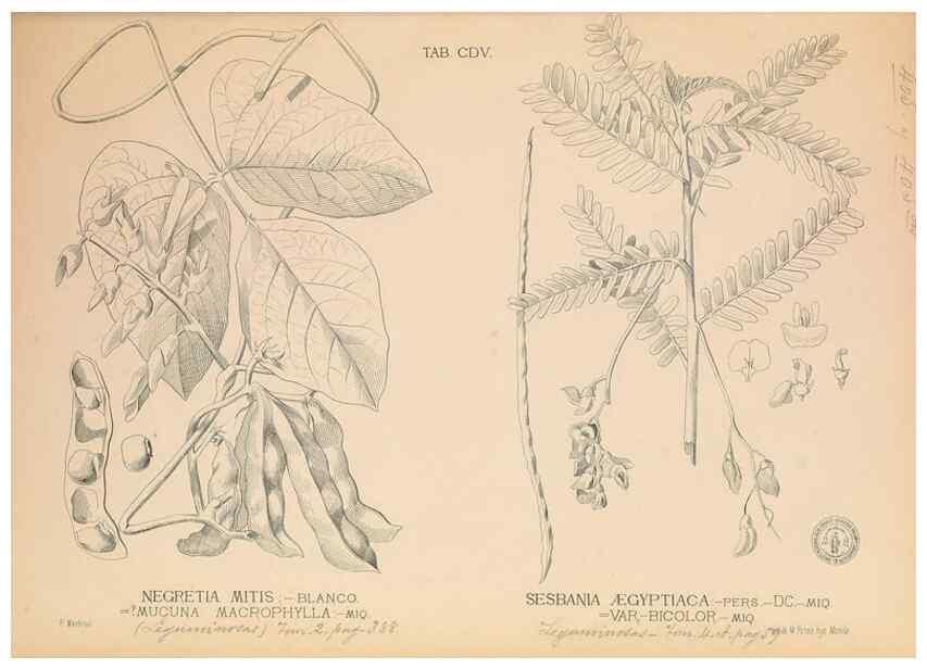 Reproducción/Reproduction 49746678098: Flora de Filipinas,. Manila,Estab. tip. de Plana y ca.,1877-83.. 