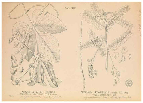 Reproducción/Reproduction 49746678098: Flora de Filipinas,. Manila,Estab. tip. de Plana y ca.,1877-83.. 