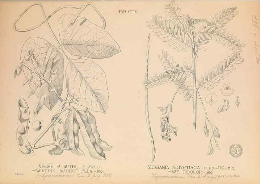 Reproducción/Reproduction 49746678098: Flora de Filipinas,. Manila,Estab. tip. de Plana y ca.,1877-83.. 