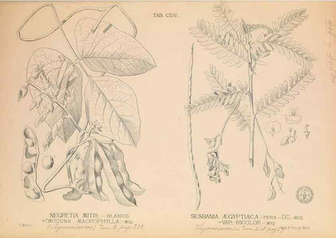 Reproducción/Reproduction 49746678098: Flora de Filipinas,. Manila,Estab. tip. de Plana y ca.,1877-83.. 