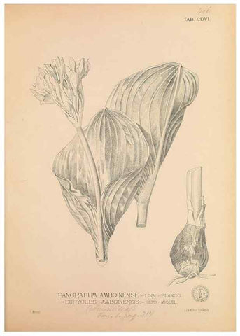 Reproducción/Reproduction 49747219976: Flora de Filipinas,. Manila,Estab. tip. de Plana y ca.,1877-83.. 