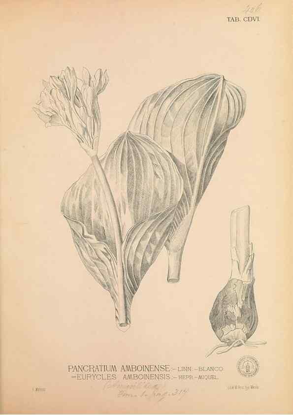 Reproducción/Reproduction 49747219976: Flora de Filipinas,. Manila,Estab. tip. de Plana y ca.,1877-83.. 