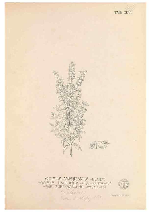 Reproducción/Reproduction 49746678638: Flora de Filipinas,. Manila,Estab. tip. de Plana y ca.,1877-83.. 