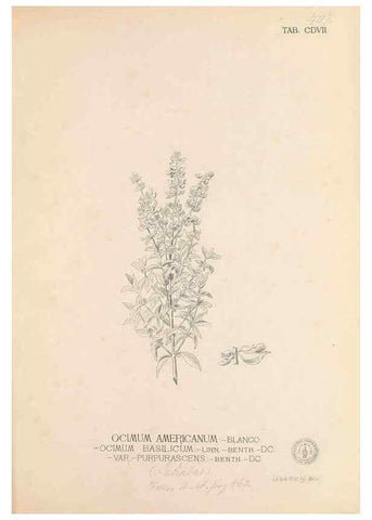 Reproducción/Reproduction 49746678638: Flora de Filipinas,. Manila,Estab. tip. de Plana y ca.,1877-83.. 