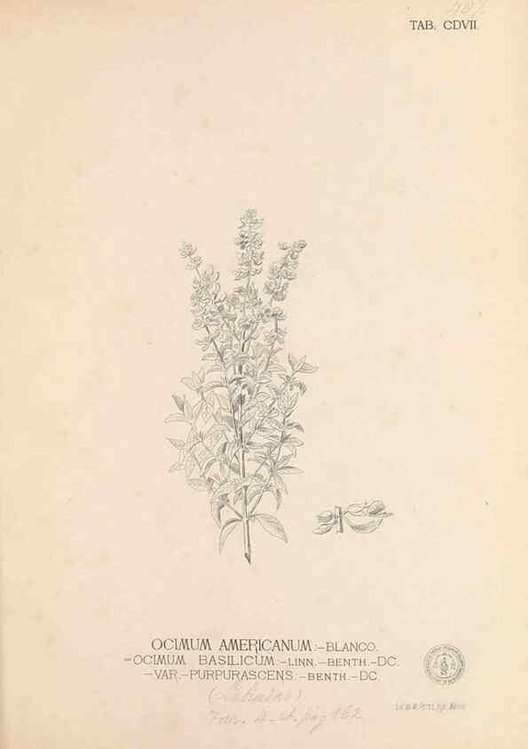 Reproducción/Reproduction 49746678638: Flora de Filipinas,. Manila,Estab. tip. de Plana y ca.,1877-83.. 