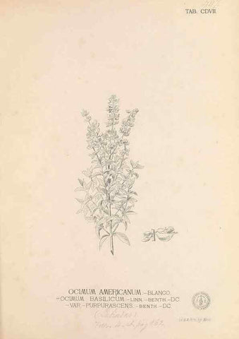 Reproducción/Reproduction 49746678638: Flora de Filipinas,. Manila,Estab. tip. de Plana y ca.,1877-83.. 