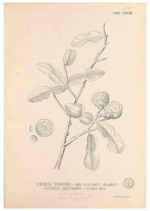 Reproducción/Reproduction 49747547452: Flora de Filipinas,. Manila,Estab. tip. de Plana y ca.,1877-83.. 