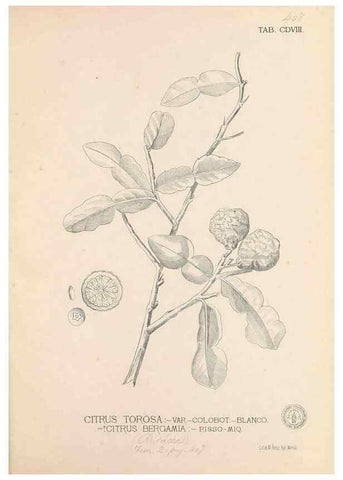 Reproducción/Reproduction 49747547452: Flora de Filipinas,. Manila,Estab. tip. de Plana y ca.,1877-83.. 