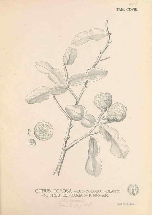 Reproducción/Reproduction 49747547452: Flora de Filipinas,. Manila,Estab. tip. de Plana y ca.,1877-83.. 