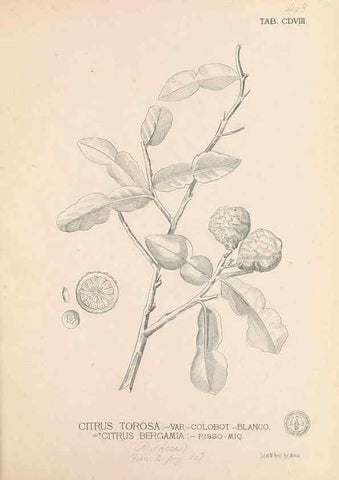 Reproducción/Reproduction 49747547452: Flora de Filipinas,. Manila,Estab. tip. de Plana y ca.,1877-83.. 