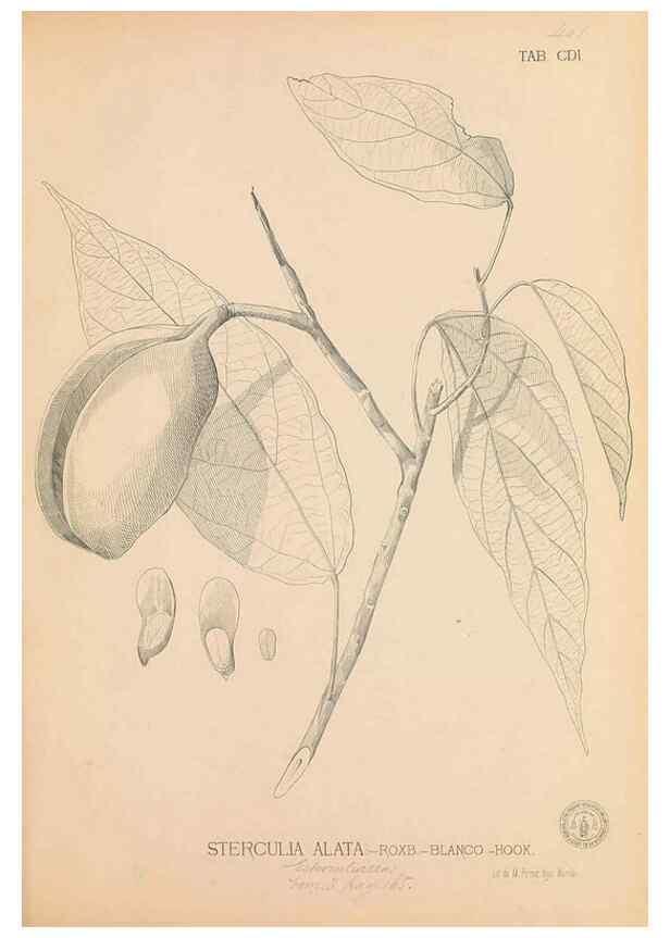 Reproducción/Reproduction 49746677233: Flora de Filipinas,. Manila,Estab. tip. de Plana y ca.,1877-83.. 