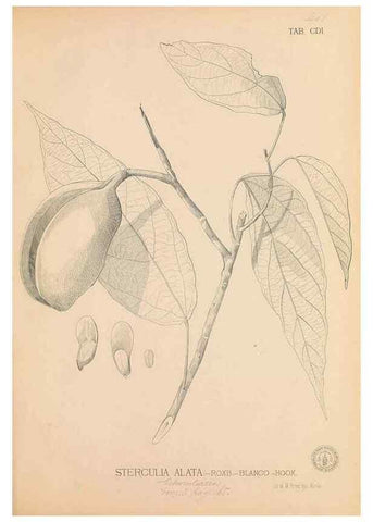 Reproducción/Reproduction 49746677233: Flora de Filipinas,. Manila,Estab. tip. de Plana y ca.,1877-83.. 