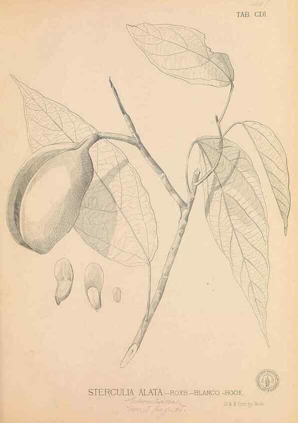 Reproducción/Reproduction 49746677233: Flora de Filipinas,. Manila,Estab. tip. de Plana y ca.,1877-83.. 