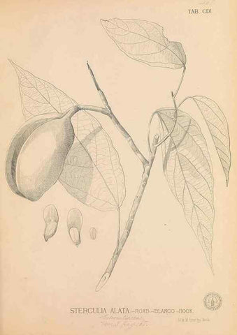 Reproducción/Reproduction 49746677233: Flora de Filipinas,. Manila,Estab. tip. de Plana y ca.,1877-83.. 